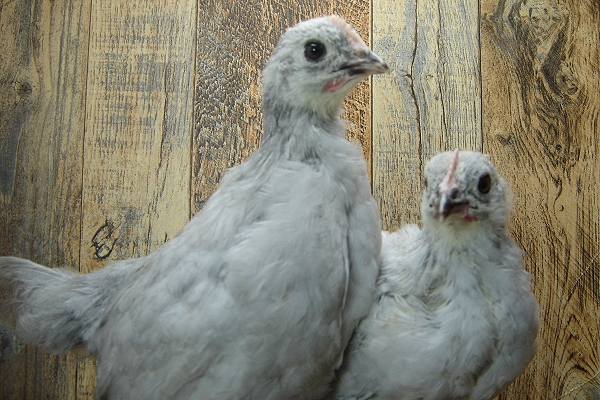 4 Pullet Chicks Week 4
